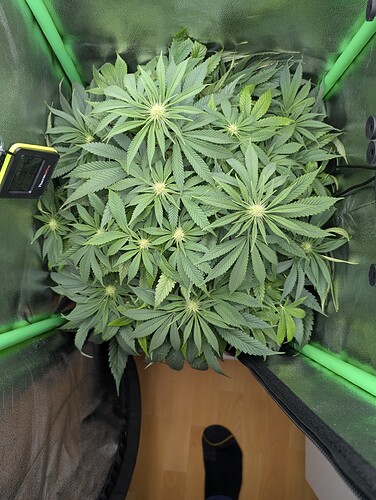 PXL_20241013_182550495