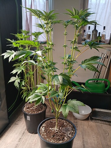 Growreport Bild 6