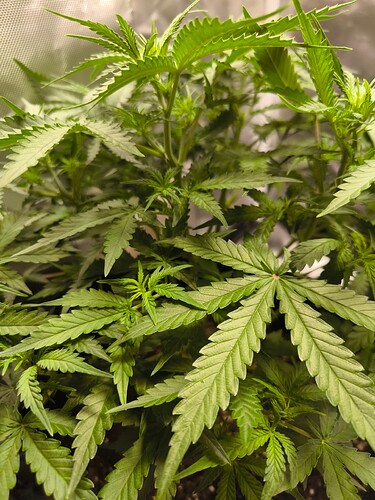 Growreport Bild 19