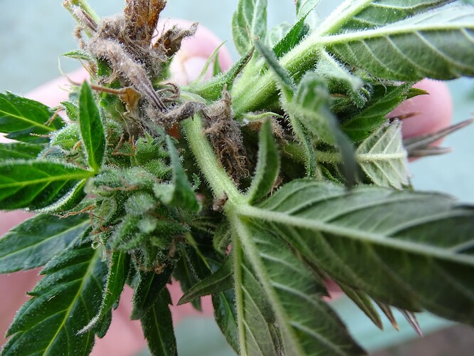 Growreport Bild 1