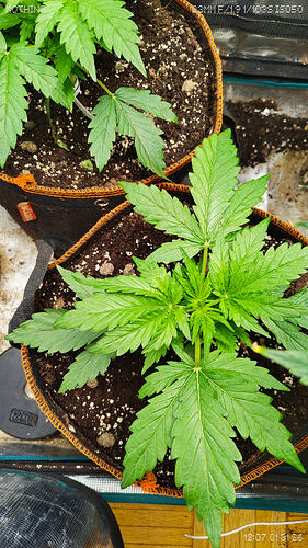 Growreport Bild 4
