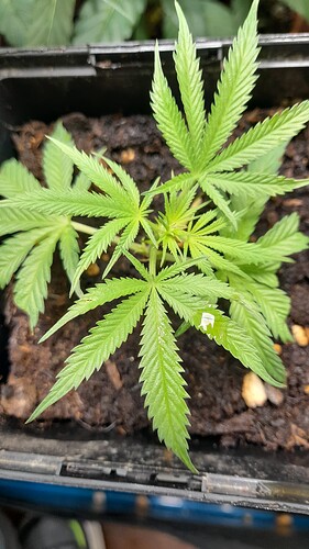Growreport Bild 4