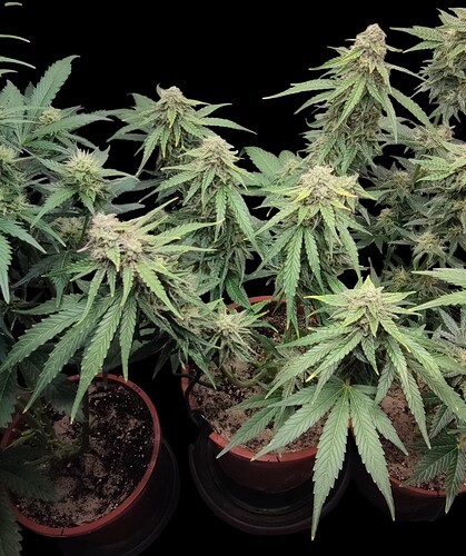 Growreport Bild 8