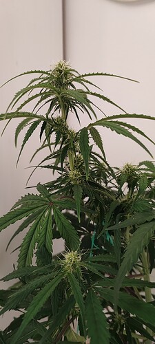 Growreport Bild 4