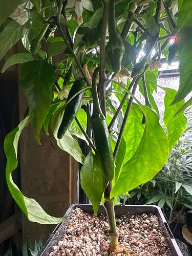 Growreport Bild 10