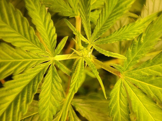 Growreport Bild 32