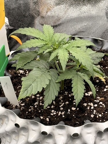 Growreport Bild 2