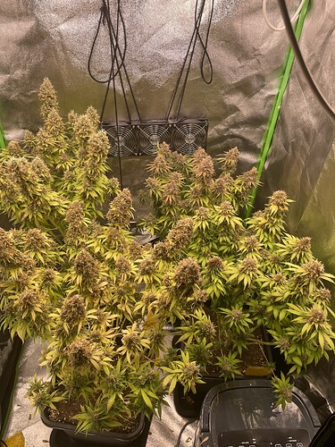 Growreport Bild 2