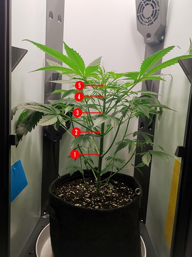 topping.tb-lemon-haze