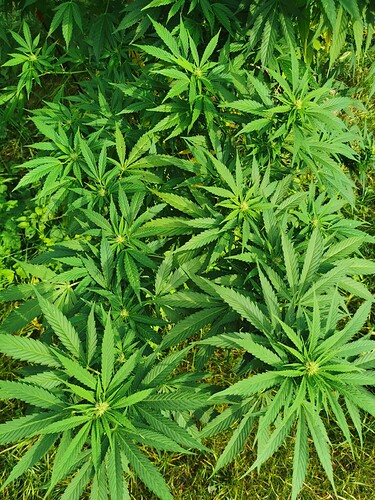 Growreport Bild 15