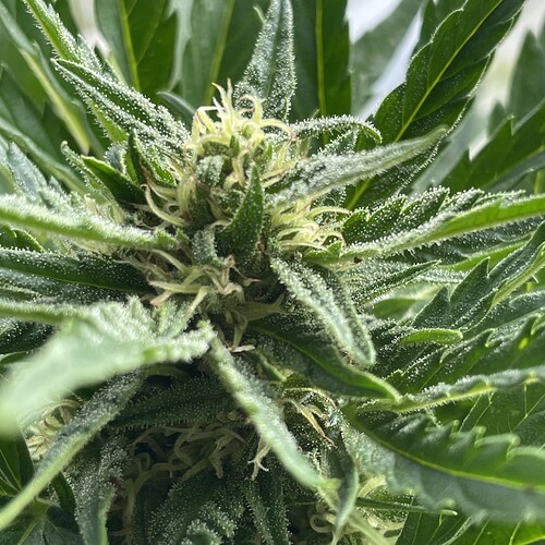 Growreport Bild 5