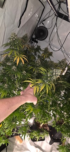 Growreport Bild 36
