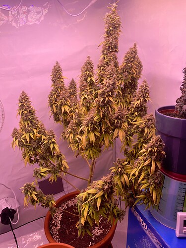 Growreport Bild 39