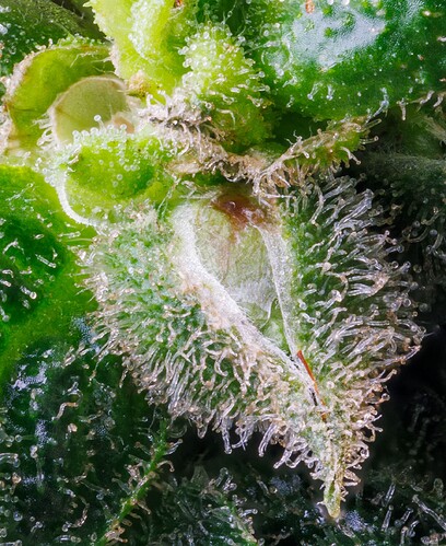 Growreport Bild 9