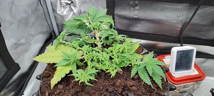 IMG_20250930_173214679