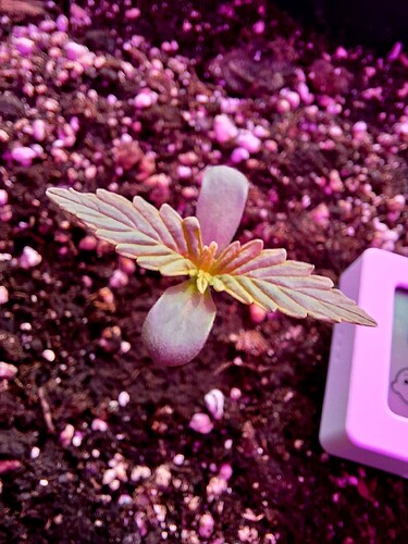 Growreport Bild 1