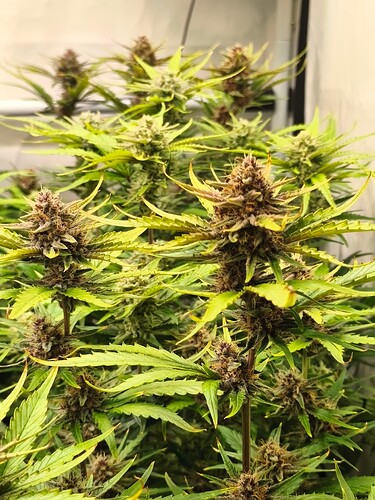 Growreport Bild 8
