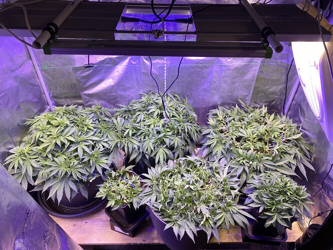 Growreport Bild 117