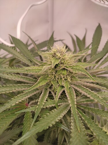 Growreport Bild 18