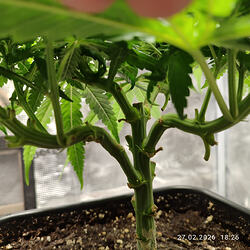 q1ueviqln9_1772271513629