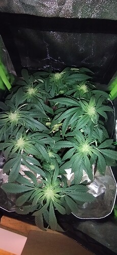 Growreport Bild 3