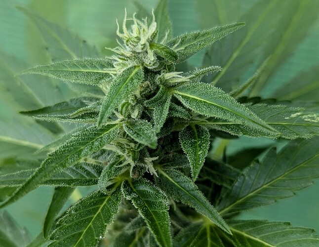 Fat Banana Auto W11 27.07.24