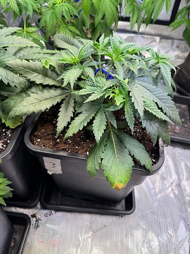 Growreport Bild 9
