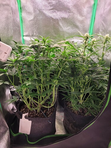 Growreport Bild 4