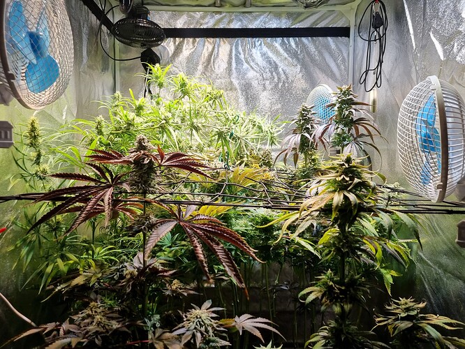 Mehrere Cannabis-Pflanzen in der Blütephase in einem Growzelt, beleuchtet von einer Lampe und belüftet von Ventilatoren.