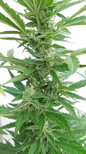 Growreport Bild 5