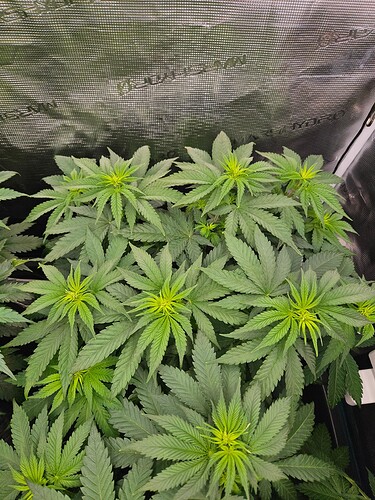 Growreport Bild 3