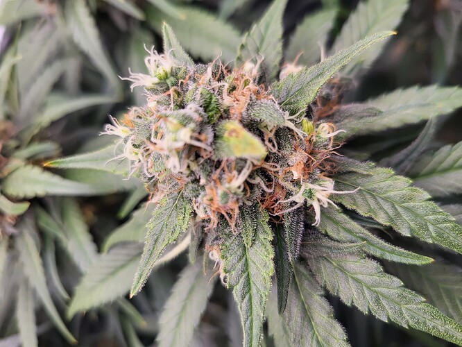 Growreport Bild 4