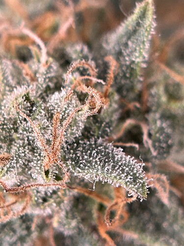 Growreport Bild 2