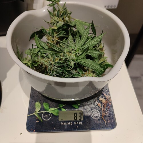 Growreport Bild 7