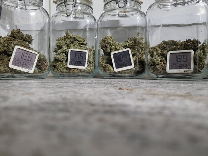 Vier Gläser mit Cannabis-Buds, jedes Glas enthält einen kleinen digitalen Hygrometer/Thermometer, der die Temperatur und Luftfeuchtigkeit anzeigt.