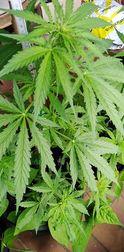 Growreport Bild 8