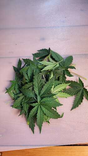 Growreport Bild 5