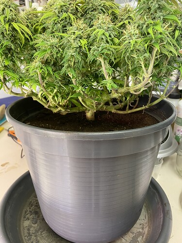 Growreport Bild 30