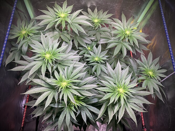 Growreport Bild 2