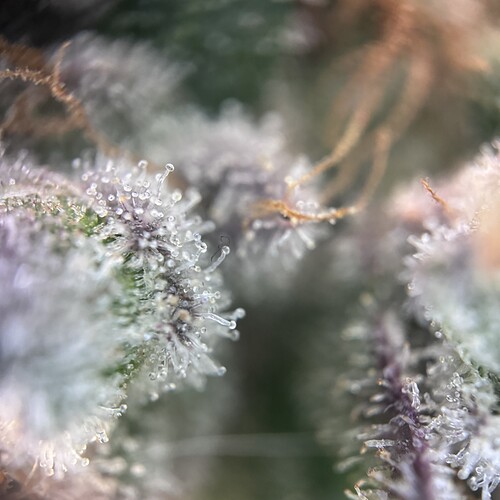 Growreport Bild 41