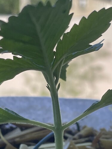 Growreport Bild 1