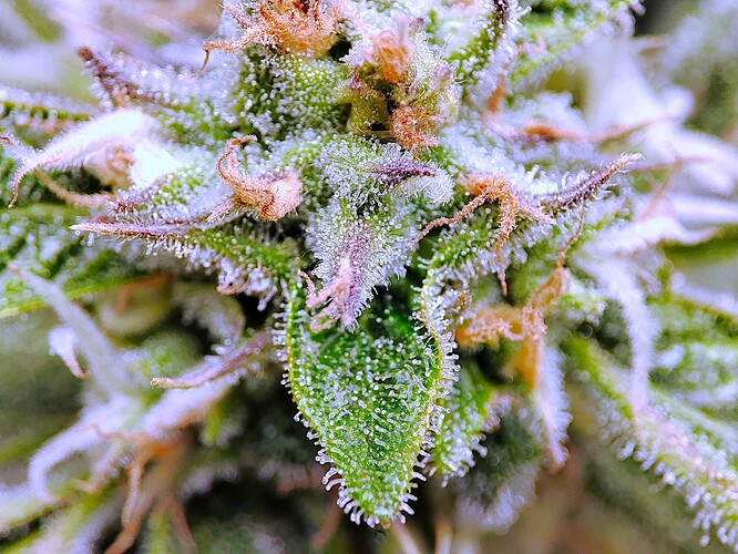 Growreport Bild 33