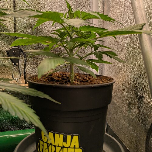 Growreport Bild 21