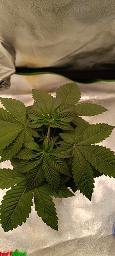 Growreport Bild 3