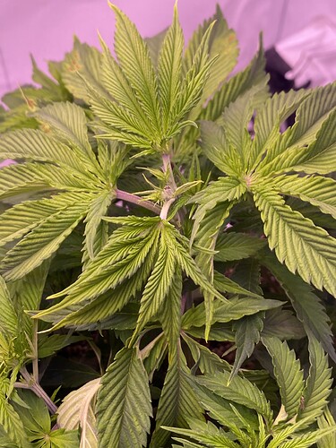 Growreport Bild 9