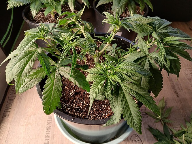 Growreport Bild 10