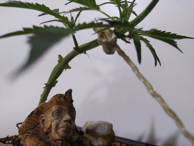 IMG_20240310_120004_493