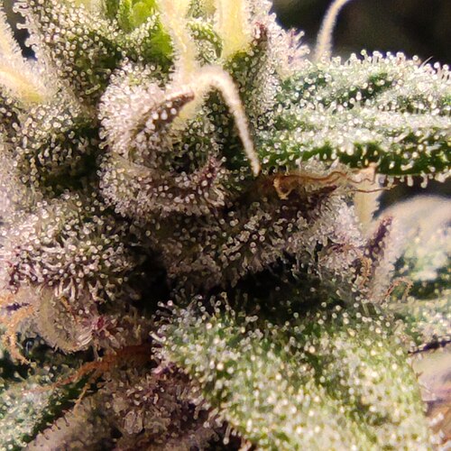 Growreport Bild 12