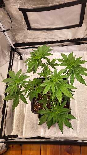 Growreport Bild 2