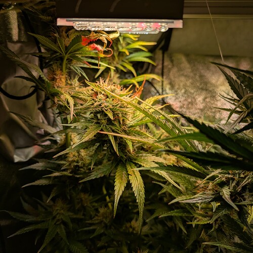 Growreport Bild 51